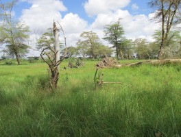 ESR 4: Long-term ecosystem dynamics and societal interactions in the Amboseli and Mau ecosystems from swamp sediments